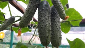 Огурчиков мало? Сделайте это!