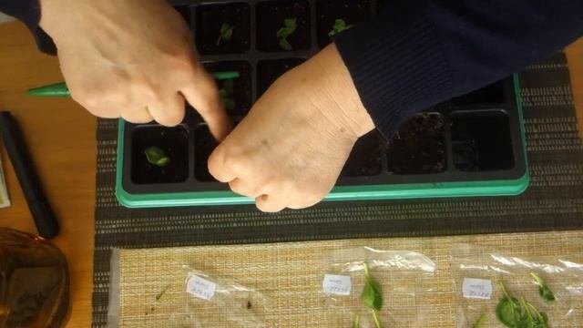 Посылка из Голландии - укоренение черенков вегетативной петунии