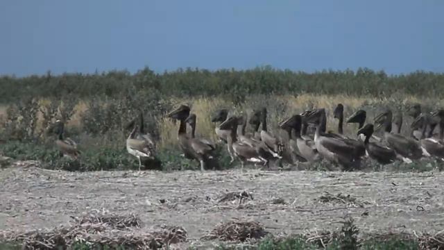 Пташенята рожевого пелікана