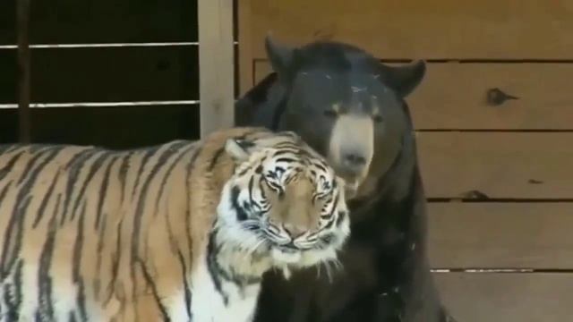 ВОТ ГДЕ ЗАГАДКА ПРИРОДЫ !!! КАК МОГЛИ ПОДРУЖИТЬСЯ ЛЕВ, ТИГР и МЕДВЕДЬ ??? смотреть онлайн