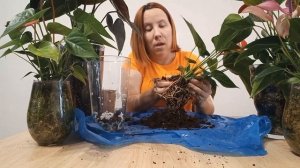 ПЕРЕСАДКА  нового Антуриума ПОСЛЕ ПОКУПКИ в СТЕКЛО. Антуриум в Закрытой системе.