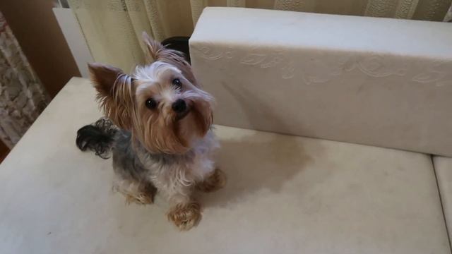 Йоркширский терьер. Лучшая порода собак. Собака для счастья и души. смотреть онлайн