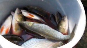 Рыбалка ,на черную пиявку!