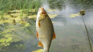 Как ловить плотву в июне?