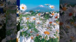 На поляне средь ромашек ты меня нашел