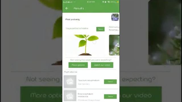 PlantSnap identifies a Rosemary (Rosmarinus officinalis)