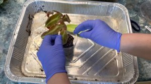 Джунгли в квартире. Пересадка бегоний. Грунт для бегоний.