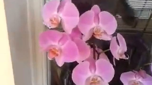 Мои орхидеи смотреть онлайн