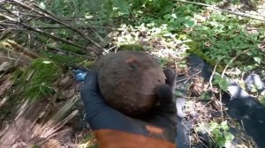 КОП МЕТАЛЛА В ПРИГРАНИЧНОЙ ЗОНЕ!!!