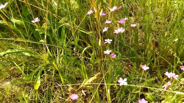 Цветы Гвоздика. Гвоздика.Полевая гвоздика. Feldnelke. Field carnation. Dianthus campestris. смотреть онлайн