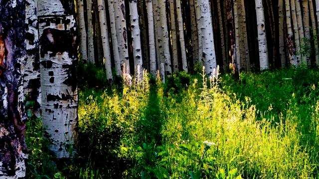 Березовая роща смотреть онлайн