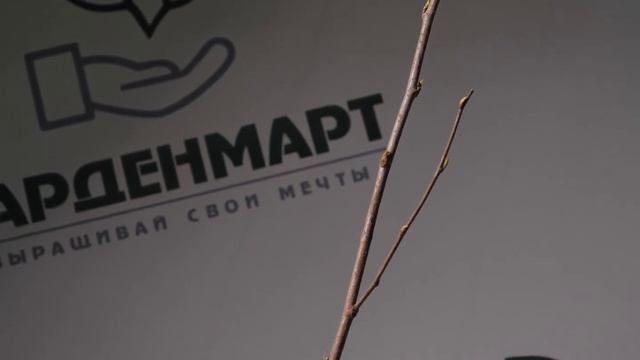 Шелковица белая Медовая