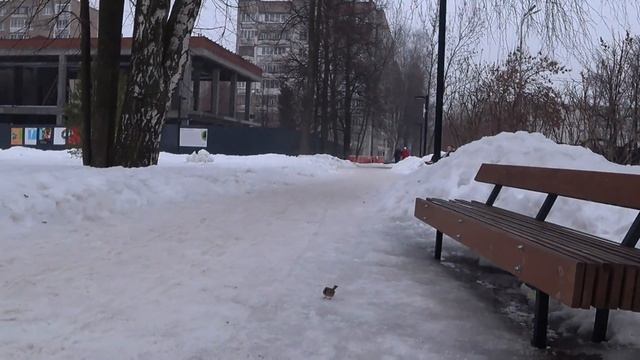 Кормили Голубей в "Открытом Саду". Ижевск 2020. Мой город Ижевск. смотреть онлайн