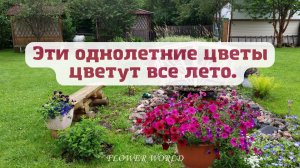 Эти однолетние цветы цветут все лето.?