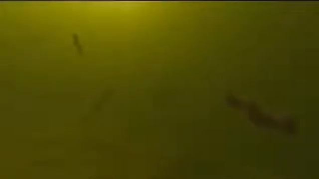 Тайны человеческого тела  Из чего действительно состоит Человек