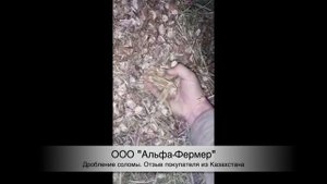 Видеотзыв Казахстан. Зернодробилка Шмель 3 кВт. Измельчение соломы хлопка.