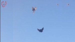 Голуби Донбасса.