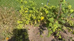 Физалис сорт : Aunt Molly’s. Physalis, ground cherry