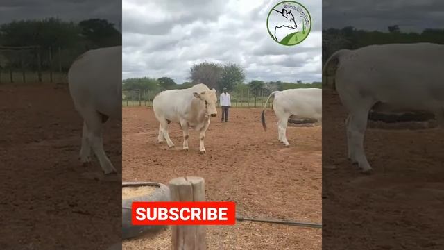 Chianina largest cattle breed in the world | biggest bull Part-10 || #chianina |#dairyfarming #bull смотреть онлайн