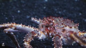 #ИЗЖИЗНИЖИВОТНЫХ: крабы