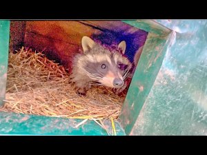 Енот Шурик приютил у себя беременную Шанель!