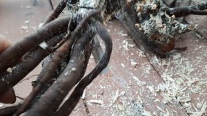 Новые пионы от Ворошиловой Анны Борисовны и не только) Осенняя распаковка 2022 года. Часть 1.