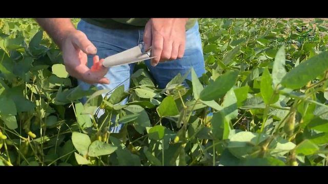 Біопрепарати для обробки насіння сої по NO-TILL | Михайло Войтовик про співпрацю з БТУ-ЦЕНТР