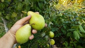 Груша зимняя сладкая