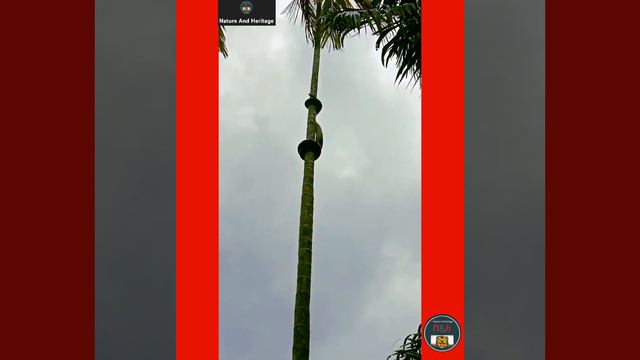 Massive Python Climbs Longest 70 feet Palm Tree in a Mesmerizing Way. #NatureAndHeritage🐯. |Short| смотреть онлайн
