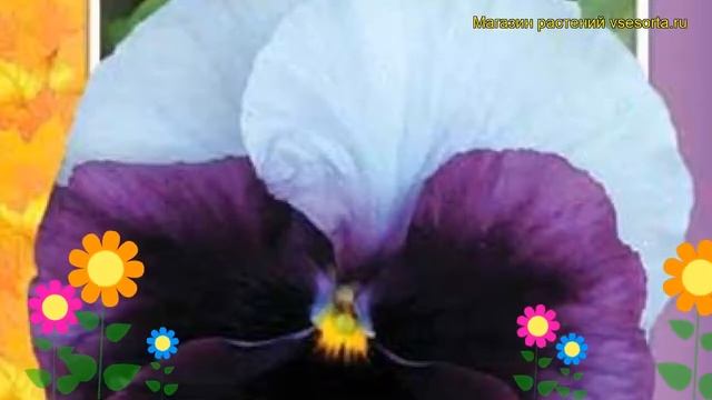 Виола швейцарские гиганты Лорд Биконсфилд. Краткий обзор viola wittrockiana Lord Beaconsfield смотреть онлайн