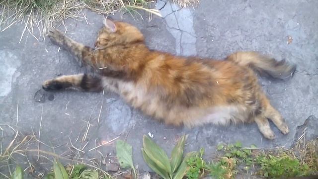 Кажется кошка заснула в прыжке! прикольный сон кошки в новом видео на канале YouTube смотреть онлайн