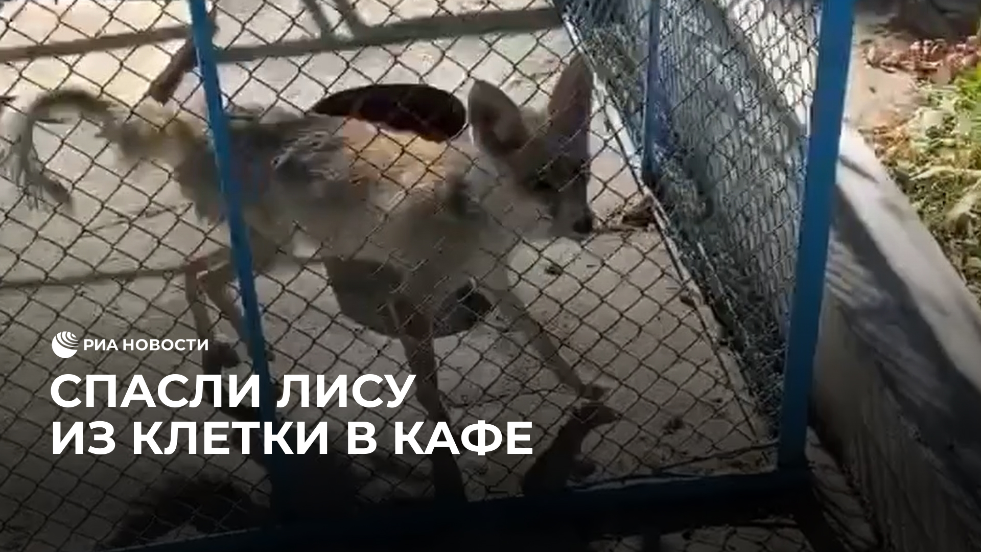 В Узбекистане спасли лису из клетки в кафе