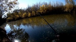 Волго ахтубинская пойма в конце сезона без прикрас. Рыбалка, как она есть