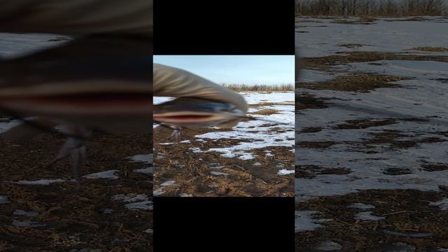 Канальный сомик смотреть онлайн