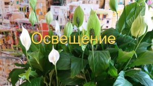 Спатифиллум ЗАЦВЕТЕТ! Простые правила.