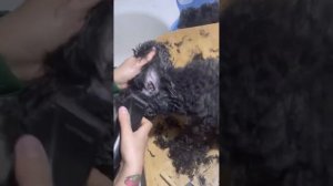 Grooming a toy poodle Eva