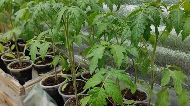 Чем подкормить рассаду помидор, перцев. Последствия сильнейшего снегопада. смотреть онлайн