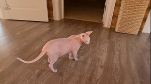 Высадка инопланетян! Кира первый раз на земле!