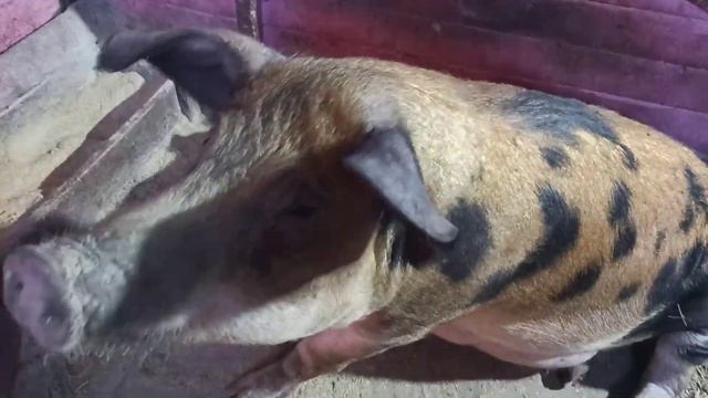 Роем яму под септик возле свинарника. Тайсону и девчонкам два месяца. Опоросы будем ждать ещё долго смотреть онлайн