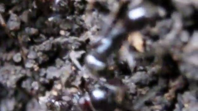 как муравьи строят муравейник смотреть онлайн