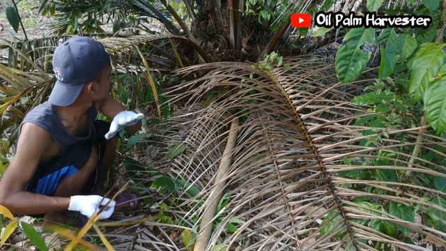 How to palm oil harvesting || it's hard to harvest oil palm like this