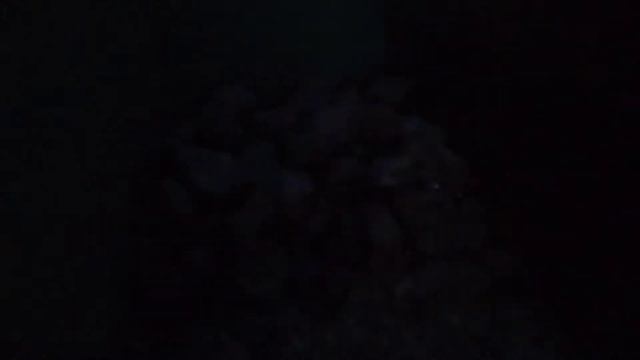 ВСТРЕТИЛИ POKEMOSHA LIFE В МАКЕТЕ ПАРОВОЗА! АХАХ смотреть онлайн