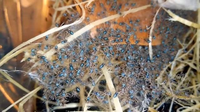 Phoneutria fera hatchlings смотреть онлайн