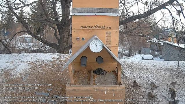 Кормушка включилась- выдала новую порцию корма#Омск Russia, Siberia
