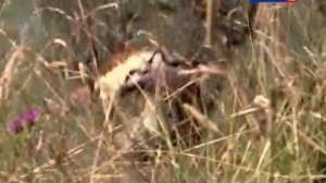 Как ловить карпа начинающим.