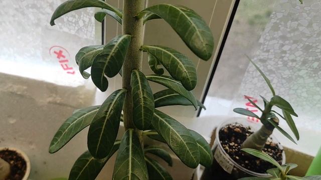 АДЕНИУМ Обзор прививок #адениум #adenium смотреть онлайн