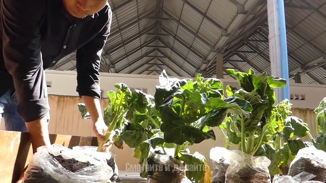 Легкорастущая китайская брокколи в пластиковых пакетах Сбор урожая и еда смотреть онлайн