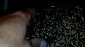 Мучной червь .