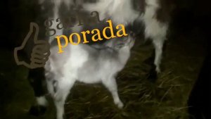 Сколько раз в день кормить козлят (как часто)