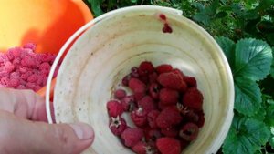 Выращивание малины на агроволокне. Шпалера для малины в Челябинске. Органическая малина на биогумус